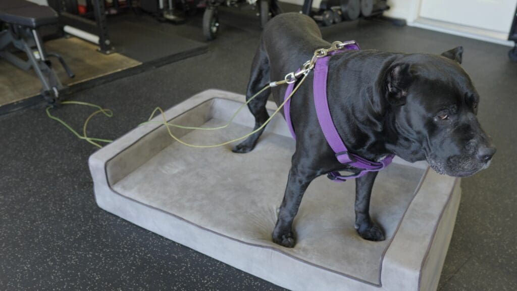 Jax DogBed