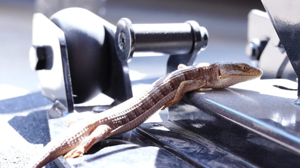 REPLegExtensionLegCurlBenchAttachment Lizard